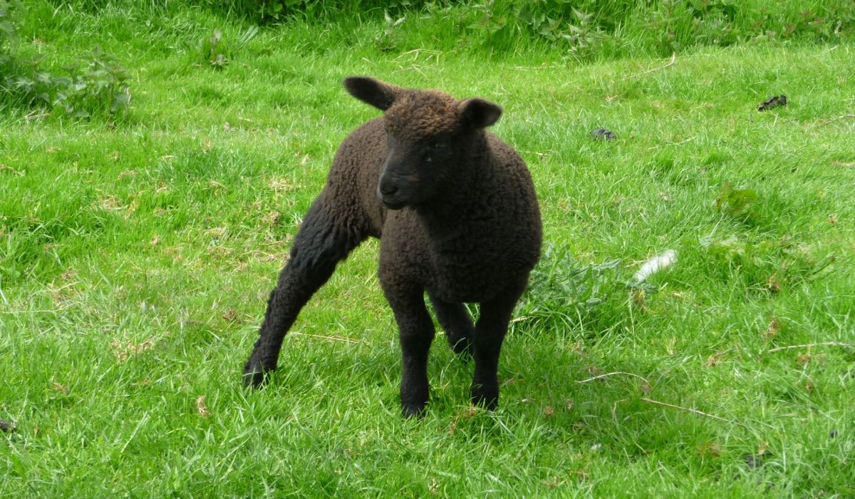 schwarzes Schaf