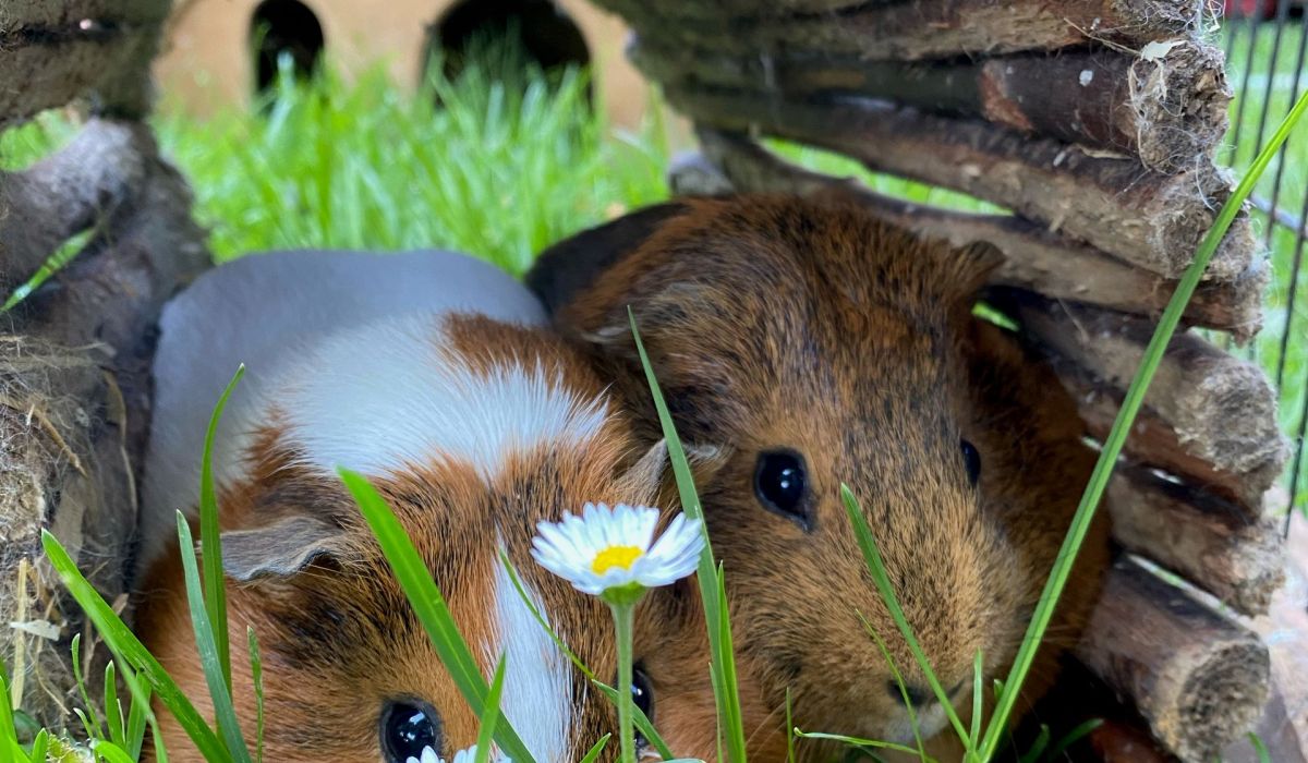 Hamster